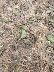 Opuntia humifusa