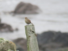 Troglodytes troglodytes zetlandicus