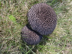 Strobilomyces confusus