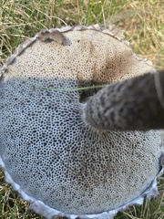 Strobilomyces confusus