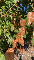 Koelreuteria paniculata