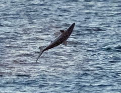 Carcharhinus brevipinna