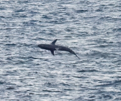 Carcharhinus brevipinna