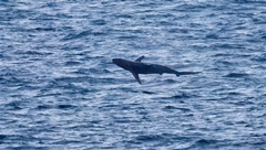 Carcharhinus brevipinna