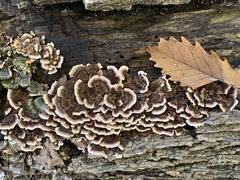 Trametes versicolor