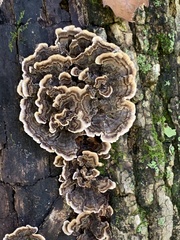 Trametes versicolor