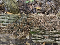 Trametes versicolor