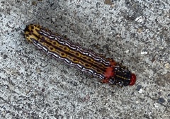 Oedemasia concinna