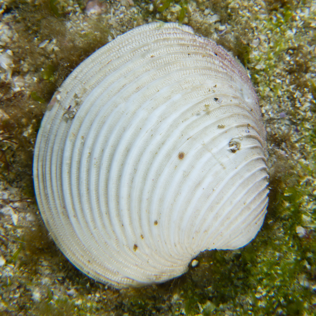 Globivenus capricornea