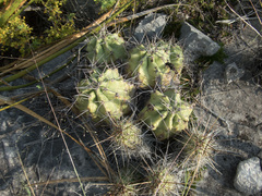 Echinocereus