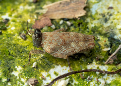 Systolederus cinereus