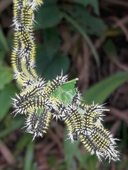 Leucanella memusae