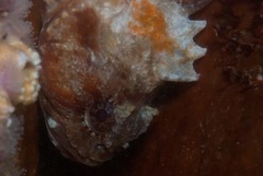 Clinus taurus