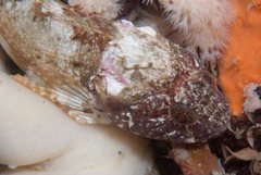 Clinus taurus