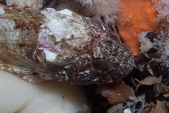 Clinus taurus