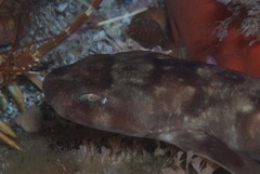 Haploblepharus pictus