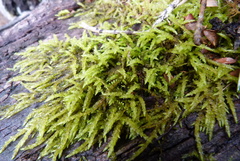 Acrocladium