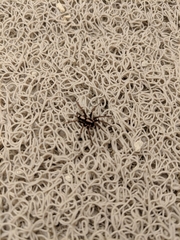 Herpyllus propinquus