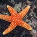 Beautiful Sea Star - Photo (c) Georgina Jones, some rights reserved (CC BY-SA), uploaded by Georgina Jones