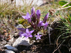 Gentianella aspera