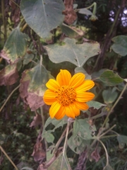 Tithonia tubaeformis