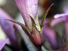 Gentianella aspera