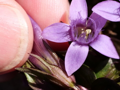 Gentianella aspera