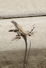 Callisaurus draconoides ventralis