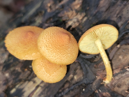 Pleuroflammula subsulphurea