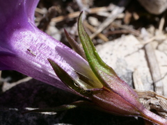 Gentianella aspera