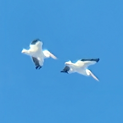 Pelecanus erythrorhynchos