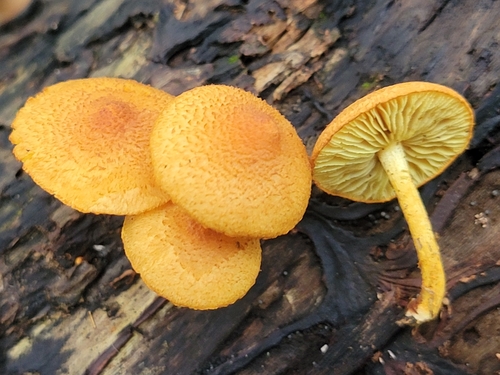 Pleuroflammula subsulphurea (Photo 2 of 4)