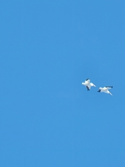 Pelecanus erythrorhynchos