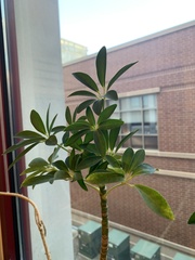 Heptapleurum