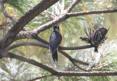 Dryobates stricklandi