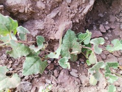 Aristolochia wrightii