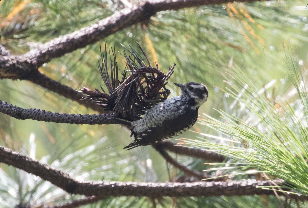 Strickland's Woodpecker