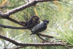 Dryobates stricklandi