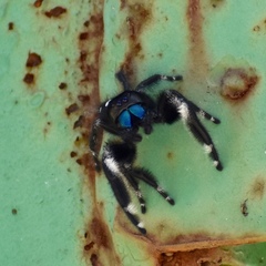 Phidippus regius