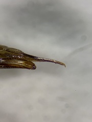 Tipula sayi