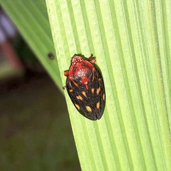 Mahanarva rubropicta