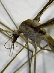 Tipula sayi