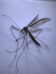 Tipula sayi
