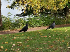 Corvus corone