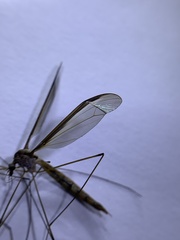 Tipula sayi