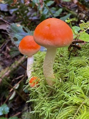 Pyrrhulomyces astragalinus