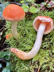 Pyrrhulomyces astragalinus