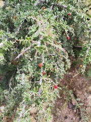 Condalia correllii
