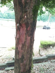 Hopea odorata