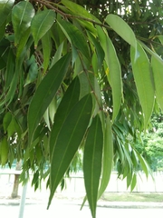 Hopea odorata